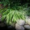 Japanese Grass